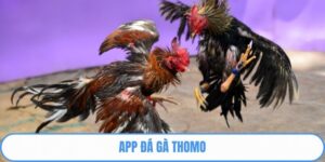 App Đá Gà Thomo Bet88 - Thưởng Thức Trọn Vẹn Trận Đấu